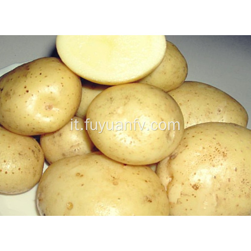 Commercio all&#39;ingrosso diretto di grandi patate fresche